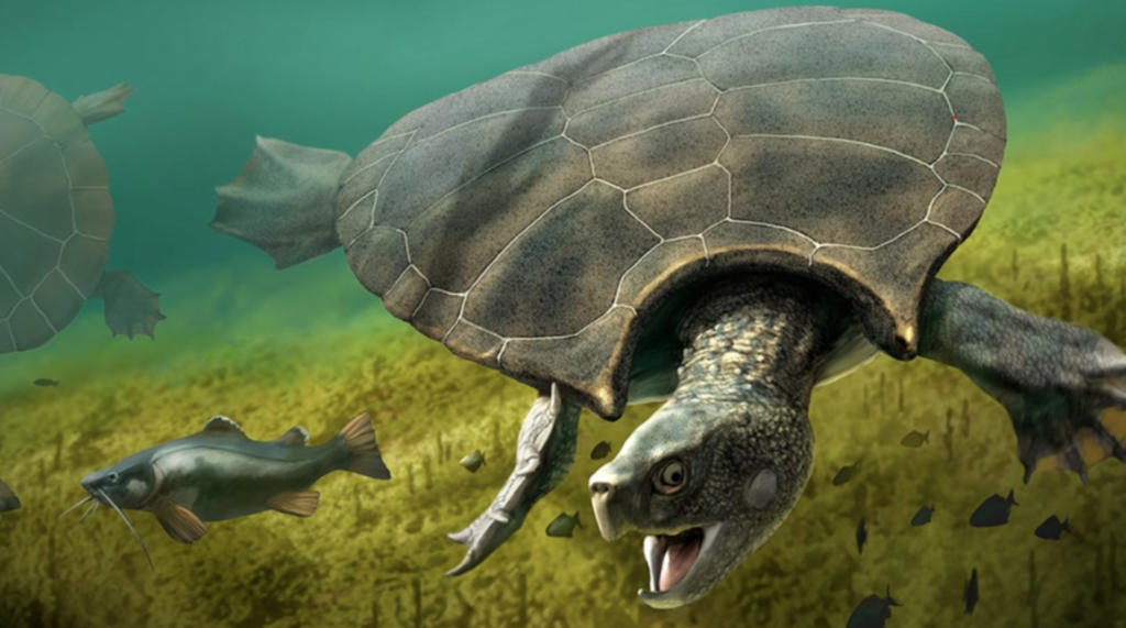 Лекции АРХЭ: Эволюция морских черепах